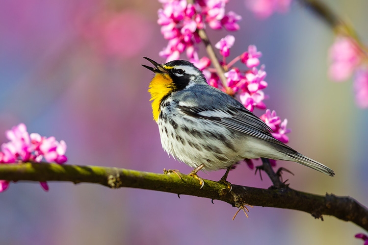 Yellow-throated Warbler (Setophaga dominica)
at Leesylvania State Park.
